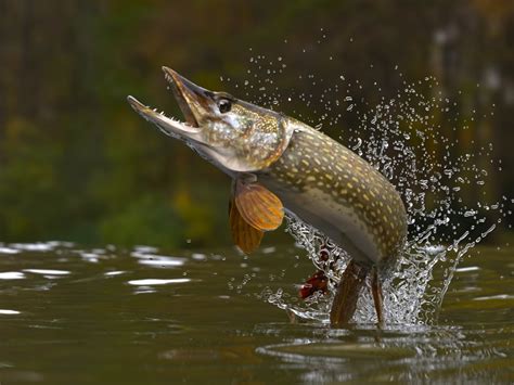 How to Catch Northern Pike: Angler's Guide - Fishmasters.com