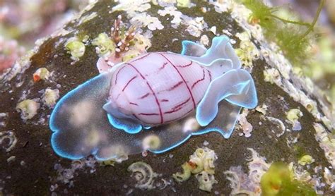 The 8 most peculiar sea creatures - Australian Geographic