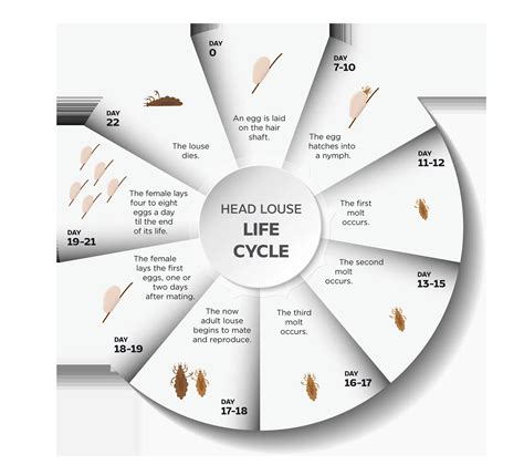 The Head Lice Life Cycle - Lice Clinics of America - Jonesboro