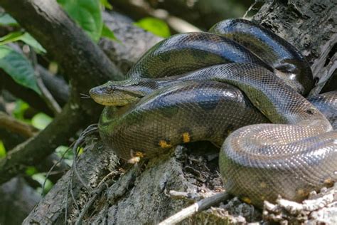 14 Green Anaconda Facts - Fact Animal