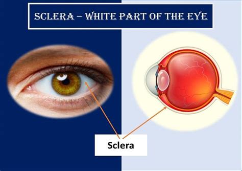 Sclera Function Define - Celera Anda