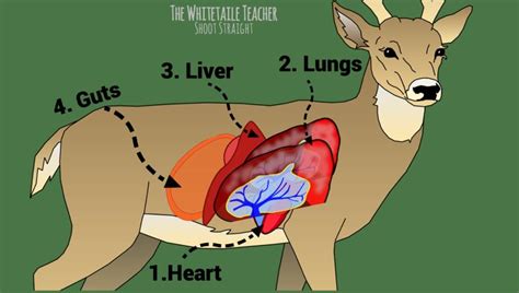 Whitetail Deer Anatomy - Ensure a Lethal Shot