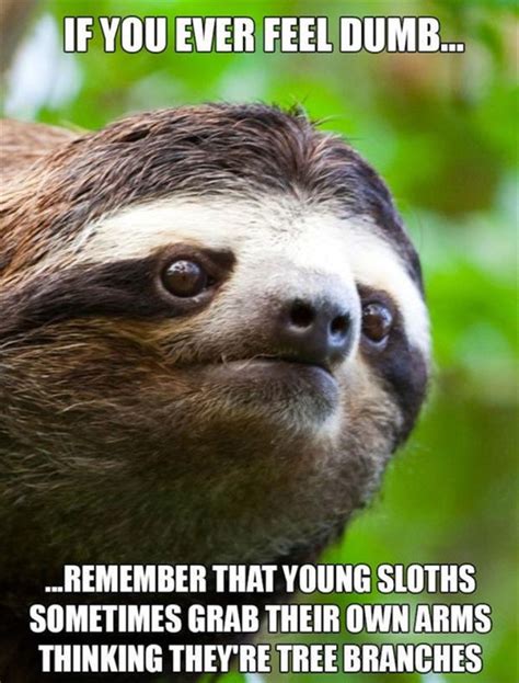 Dumb Sloth - Funny - Faxo