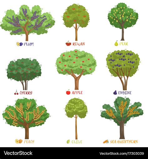 Different fruit trees sorts with names set garden Vector Image