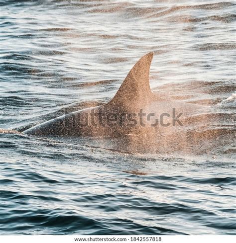 Antartic Blue Whale: Over 4 Royalty-Free Licensable Stock Photos | Shutterstock