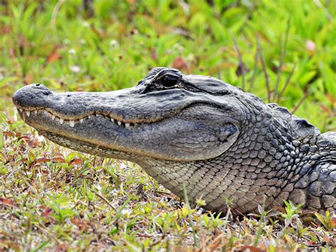 Woman Surrenders 8-Foot-Long Alligator Living in Philadelphia Basement ...