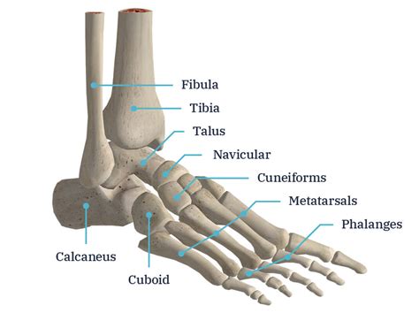 Foot Diagram