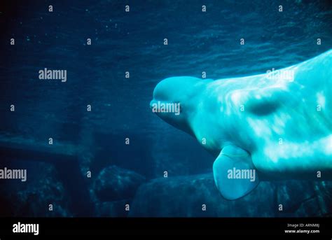 Vancouver Aquarium, Beluga Whale, Vancouver, British Columbia, Canada Stock Photo - Alamy