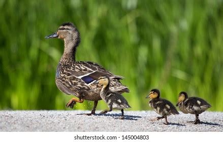 Cute Baby Ducks Following Mother