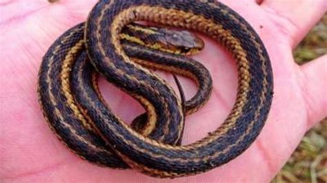 A Guide to Care for your Pet Snake - Miles with Pets