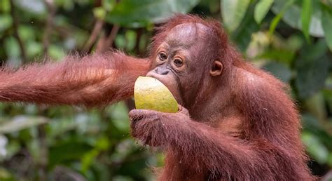 Orangutan Facts - Orangutan Foundation International Australia