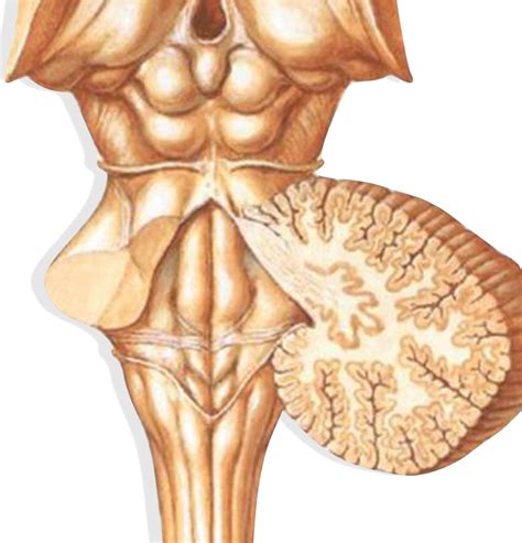 Epithalamus 2 Diagram | Quizlet