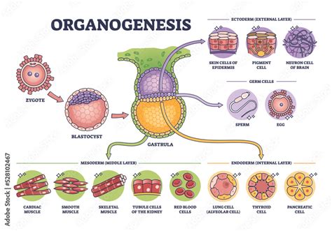 Organogenesis phase stages of embryonic development process outline ...