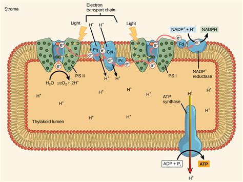 8.2: The Light-Dependent Reactions of Photosynthesis - Biology LibreTexts