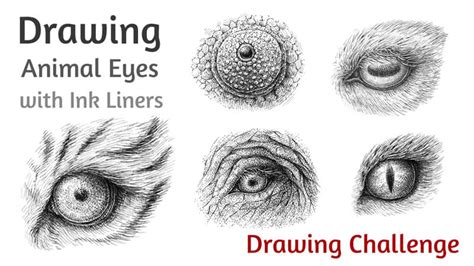 How to Draw Animal Eyes with Pen and Ink