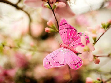 🔥 Download Pink Butterfly Background by @austino30 | Pink Butterfly Wallpapers Desktop, Pink and ...