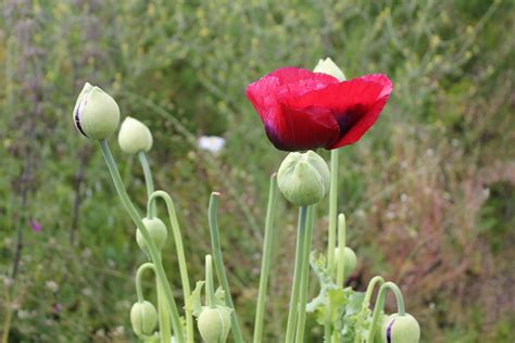 dysnomia...: Poppies in July