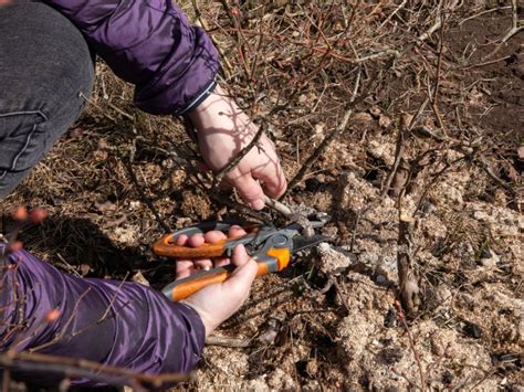 Pruning Blueberries - Information On Trimming Blueberry Bushes | Gardening Know How