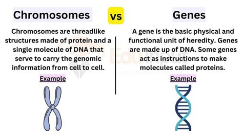 Difference Between Chromosomes and Genes