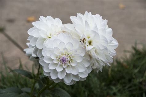 White Dahlia in the Summer Garden. Stock Image - Image of head, colorful: 129987467