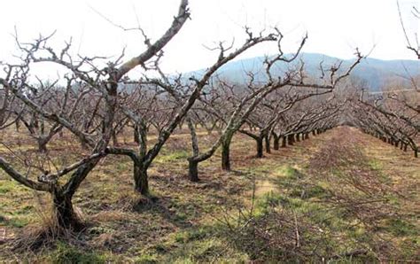 How to Prune a Peach Tree - Crozet Gazette