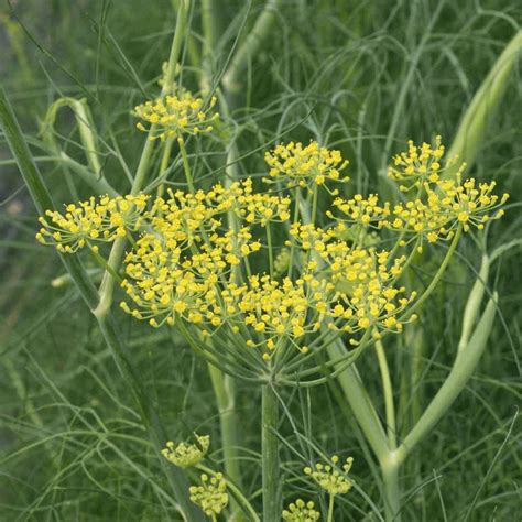 Herb Seeds - 'Florence Fennel'