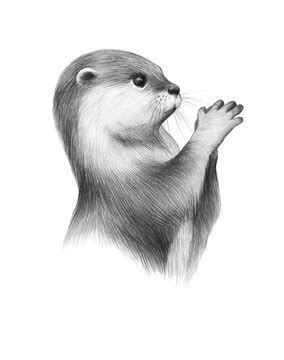 Cute Otter Drawing