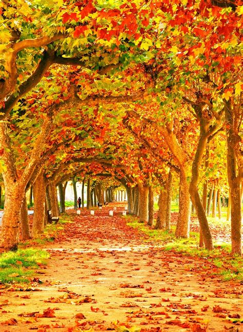 2019 Fall Photography Backdrop Orange Maple Leaves Trees Long Road Autumn Scenic Wallpaper ...