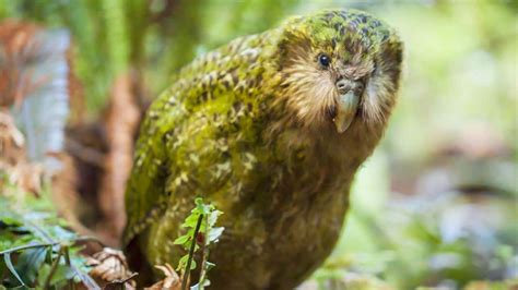 The New Zealand Kakapo - The world’s most endangered bird