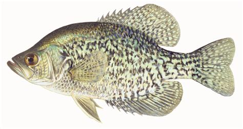 Black Crappie, illustration by Maynard Reece, from Iowa Fish and Fishing. | Fish, Crappie, Fish art