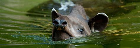 Lowland Tapir | Tapir Specialist Group