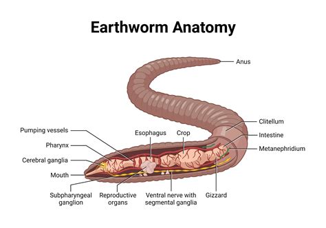 Earthworm Anatomy | BioRender Science Templates