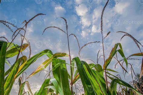 Corn field ready for harvest 6343096 Stock Photo at Vecteezy