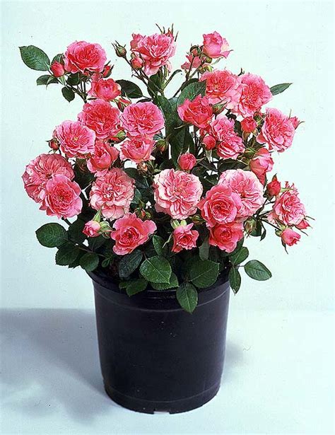 flowers for flower lovers.: Miniature roses pictures.