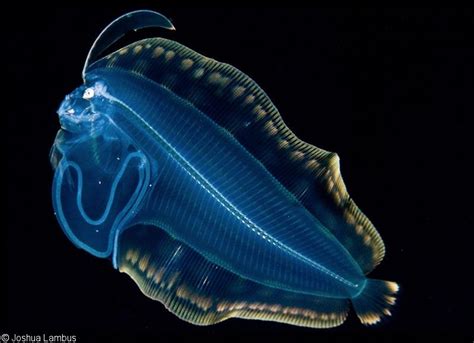 Black Water Pelagic Macro Photography | Deep sea creatures, Deep sea ...