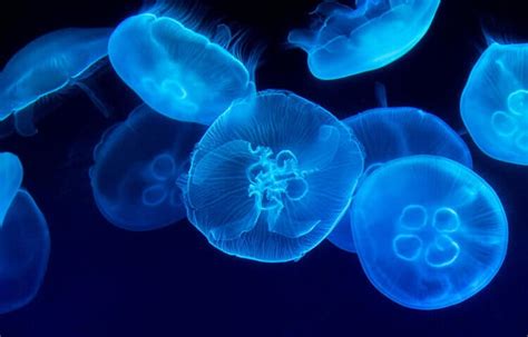 Name a Jelly - Georgia Aquarium