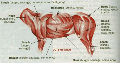 Venison Cuts Of Meat Diagram - Wiring Diagram