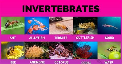 Invertebrates: 40 Great List of Animals that Are Invertebrates - Visual Dictionary ...