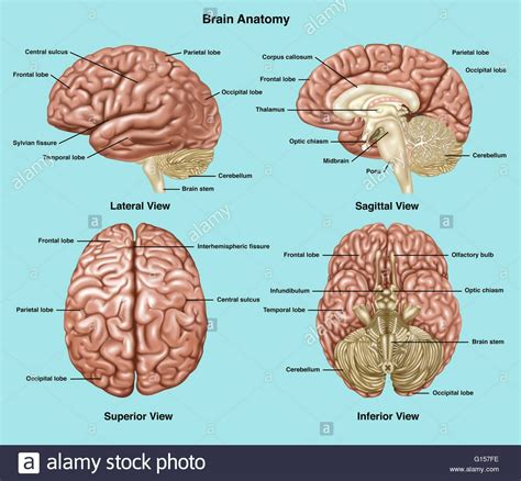 What Does The Central Sulcus Do - mapasgmaes