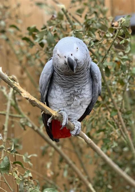 Swearing parrots moved away from public at Lincolnshire Wildlife Park in England | PerthNow