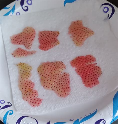 Strawberry seeds germination - Pictures! - Growing Fruit