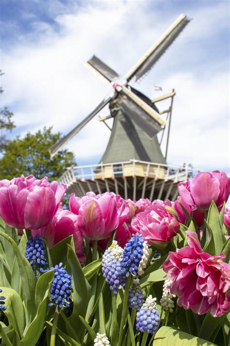 Keukenhof Tulip Gardens Photos | Fasci Garden