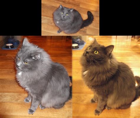 Nebelung Cats favourites by ButterMutt on DeviantArt