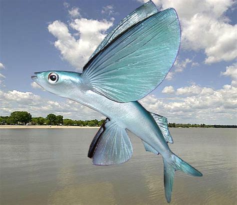 Flying fish – unusual fish | DinoAnimals.com