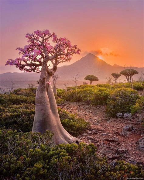 Socotra island, Yemen : r/pics