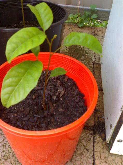 Rambutan Fruit Tree