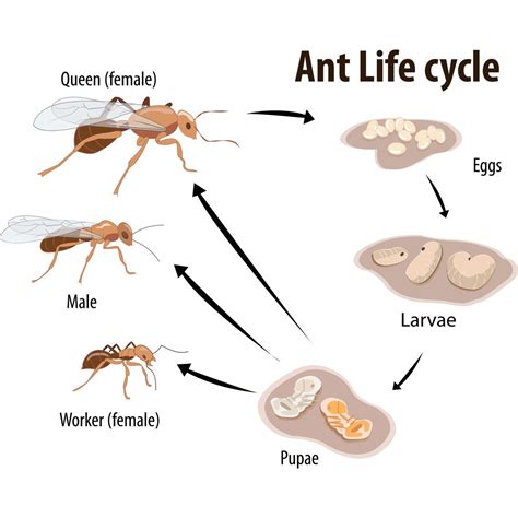 Carpenter Ants Life Cycle Timeline - Picture Of Carpenter