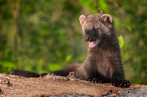 Fisher cats: Animals that aren't cats, nor are they really fishers | Live Science