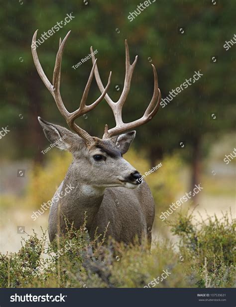 Mule Deer Buck Huge Antlers Profile Stock Photo 107539631 | Shutterstock