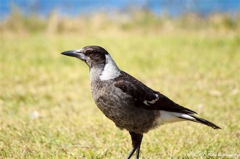 The Greatest of These is LOVE: Wild Bird Wednesday: Australian Magpie